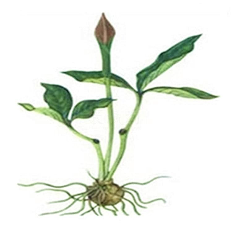 白云邊中藥材產(chǎn)品半夏