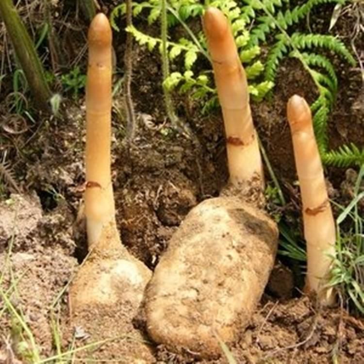 白云邊中藥材產(chǎn)品天麻