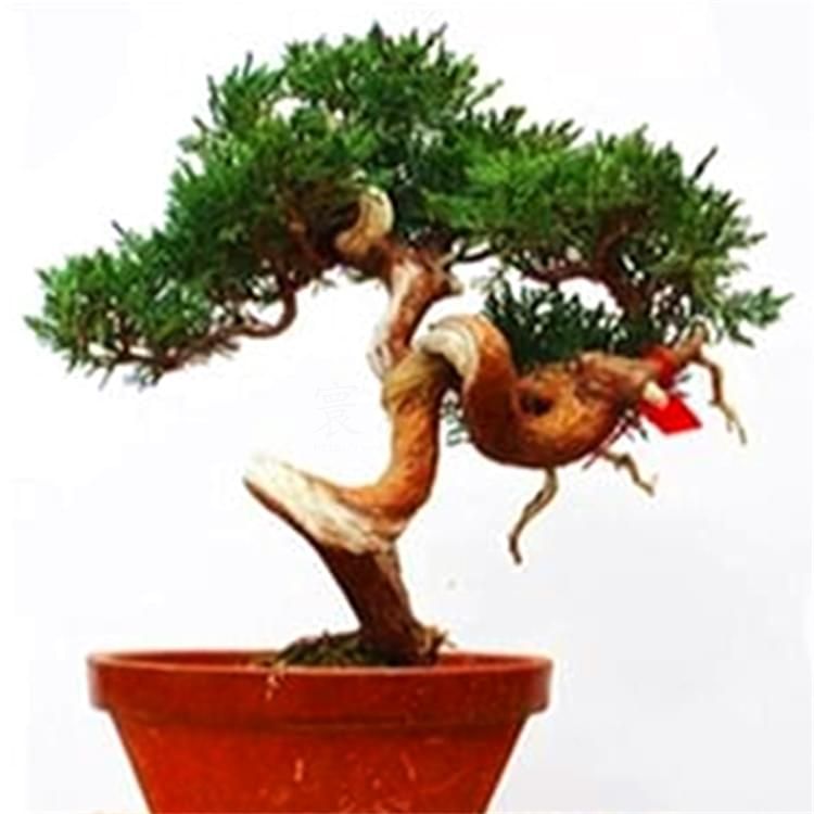 楚園春臺灣真柏4-6素材