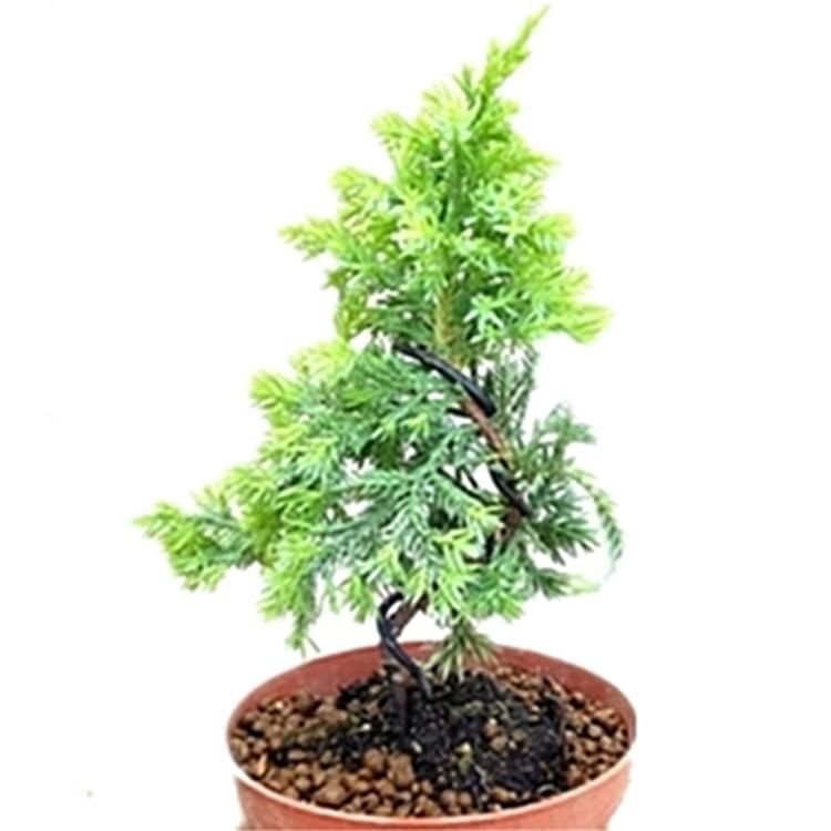 楚園春真柏小苗