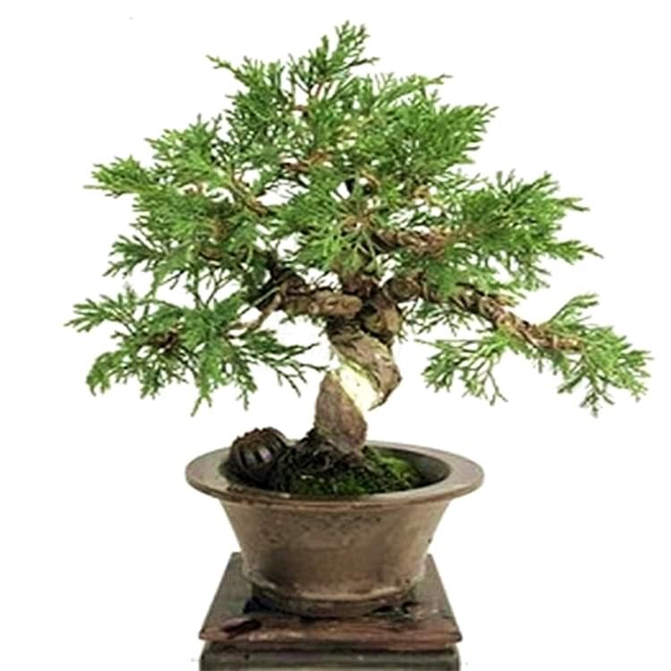 楚園春3-5米葉八房