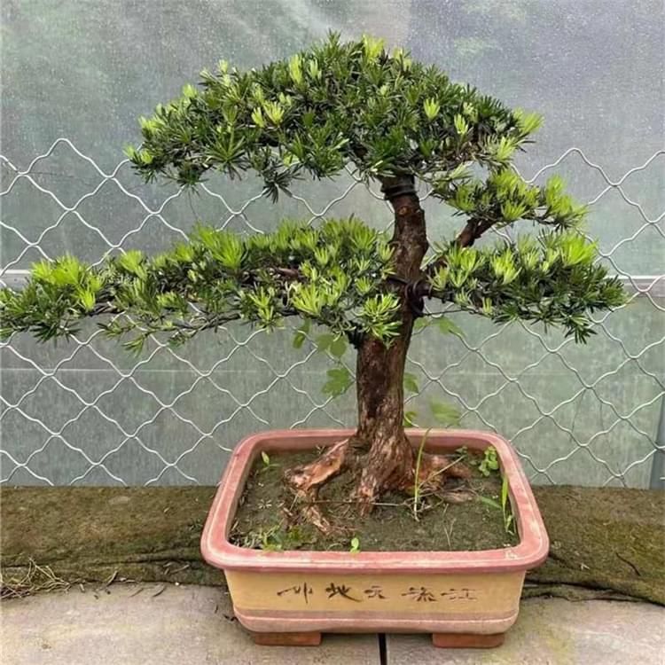 楚園春中葉羅漢松盆景